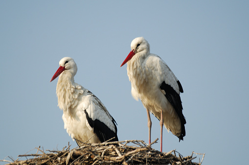 White Stork, Ciconia ciconia on the nest in Oettingen, Swabia, Bavaria, Germany in Europe. Ciconia ciconia is a bird in the stork family Ciconiidae.Its plumage is mainly white, with black on its wings