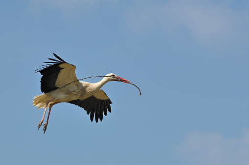 White stork (Ciconia ciconia) standing on its nest on a cloudy day