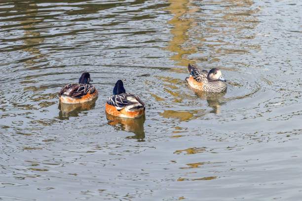 istock Chiloe wigeon pair, southern wigeon (Mareca sibilatrix) 1088415694