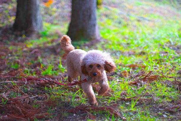 istock dog 126 Dog-walking 1088417742