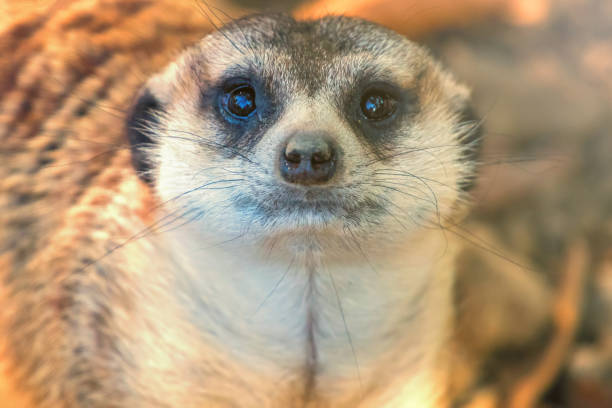 The cute meerkats (Suricata suricatta) standing up on a piece of wood in front of each other