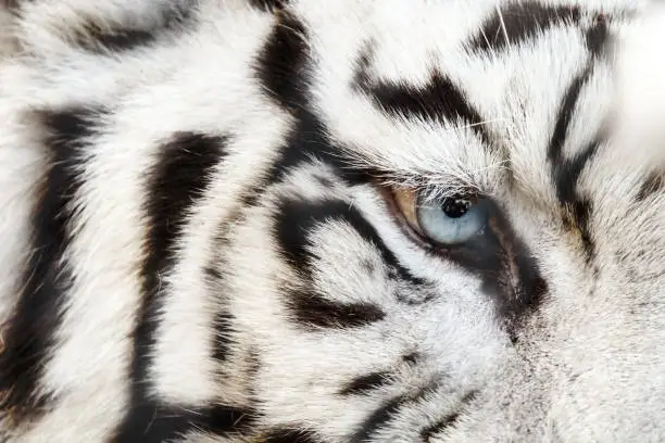 Bengal White Tiger Close Up (Panthera tigris tigris)
