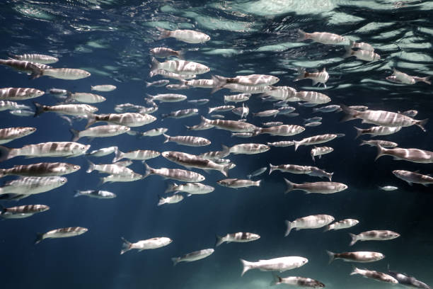 istock Fish School Underwater. Fishes underwater background. 1088427104