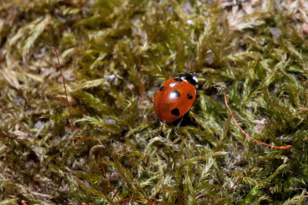 istock Beautiful ladybug is crawling on a green moss. 1088427190