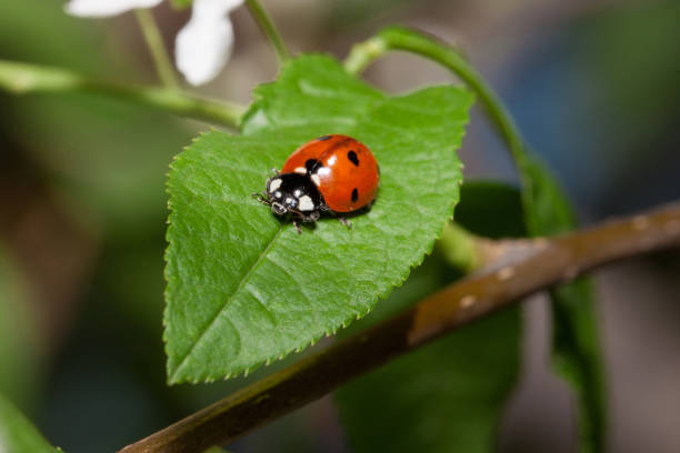 istock Beautiful ladybug is crawling on a green leaf of blooming bird cherry. 1088427390