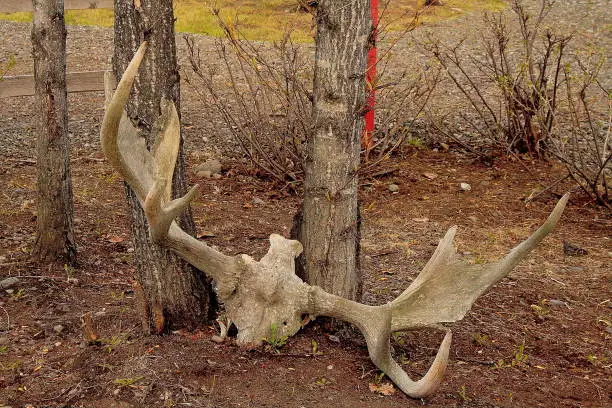 A rack of reindeer antlers at the base of a tree