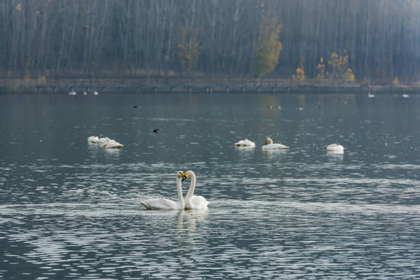 istock Swan dance in a lake 1088429338