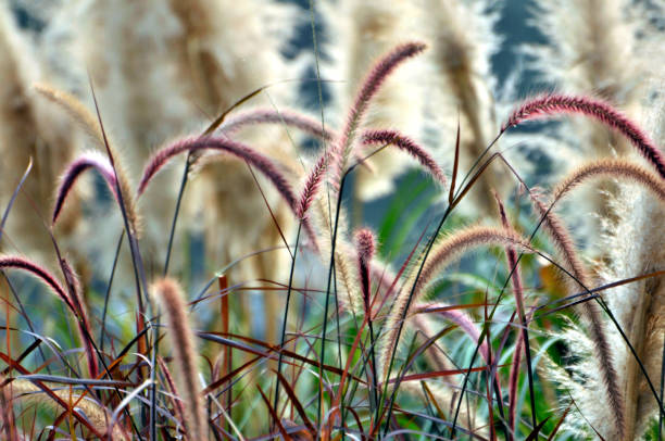 istock Blossoming reedflowers under the sunlight 1088429394