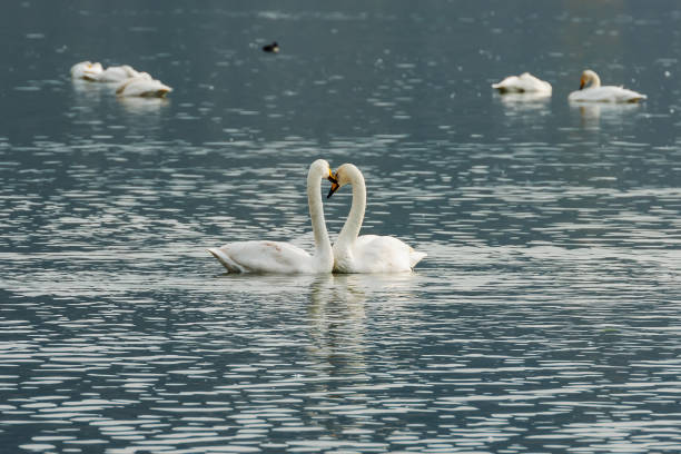 istock Swan dance in a lake 1088433276