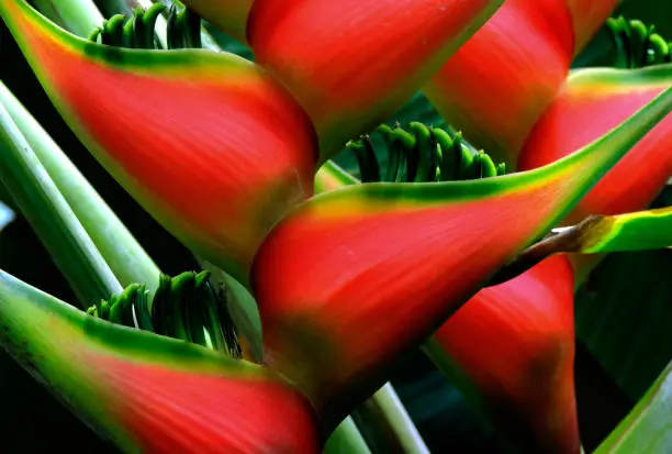 Photo of Heliconia flower in bloom. This tropical herbaceous plant is part of the zingiberales family which also includes the bird-of-paradise, bananas, ginger and cannas