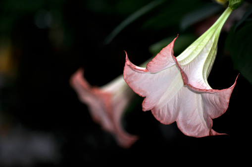 Pink datura flower