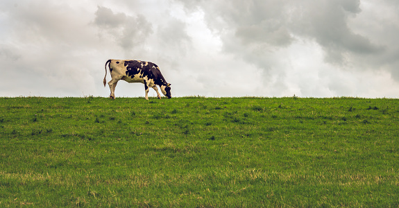 The black and white cow grazes all alone at the top of a Dutch dike. It is an evening in the summer season. The sky is cloudy.