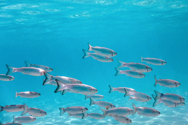 istock Fish School Underwater. Fishes underwater background. 1088441236