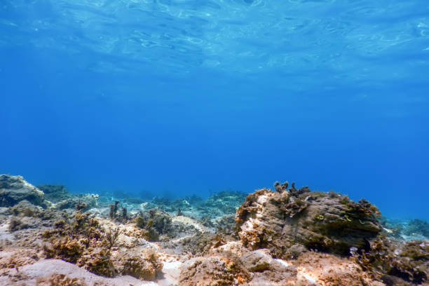 istock Underwater Scene Sunlight, fish Underwater Life. 1088442918
