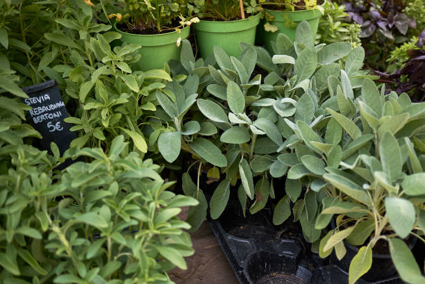 istock fresh herbs in flower pots 1088442936