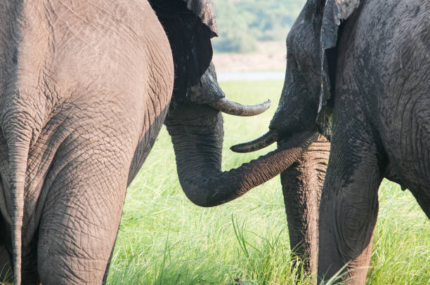 istock Two elephants in Okavangodelta, Botswana, feeding each other 1088442964