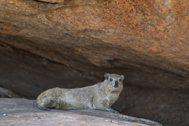 istock Rock Hyrax or Dassie at Spitzkoppe, Namib Desert, Namibia 1088444962