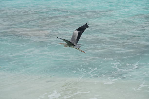 istock Crane flying over the beach in the Maldives 1088445854