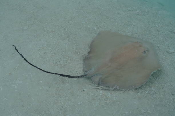 istock Stingray along the shoreline in the Maldives 1088445902