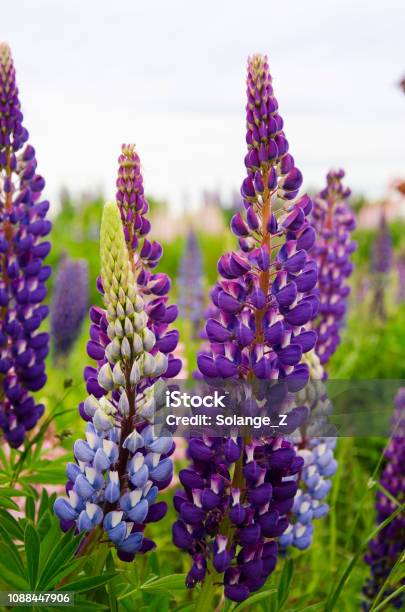 Fiori Di Lupino In Patagonia Fotografie stock e altre immagini di