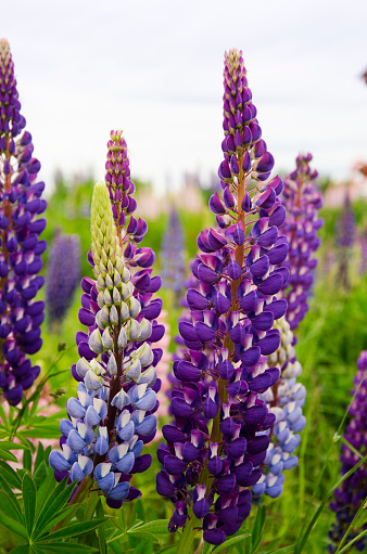 Flower. Lupin. A genus of plants from the Legume family. Gardening. Holidays and events.