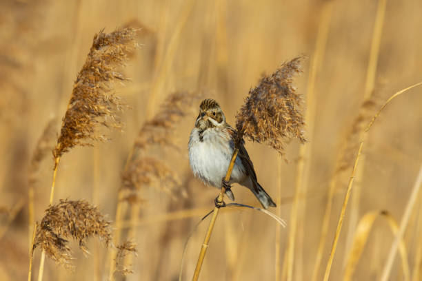 istock Reed bunting (Emberiza schoeniclus) sitting on a reed 1088448296
