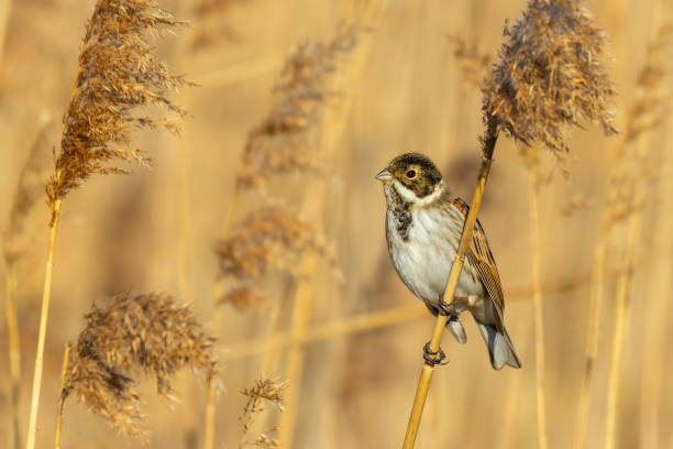 istock Reed bunting (Emberiza schoeniclus) sitting on a reed 1088448654