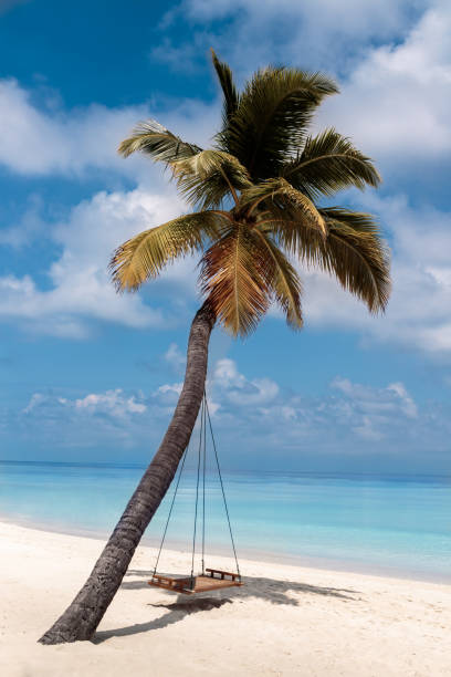 istock Picture of a palm tree and a swing on a white beach 1088451446