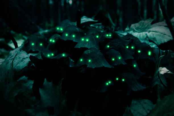 istock Mushrooms Family Night Forest Glowing eyes 1088453370