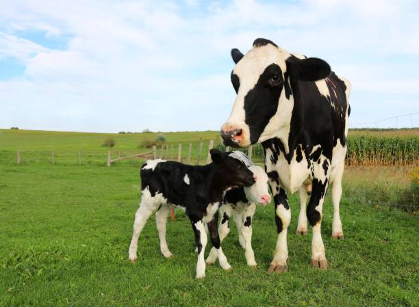 istock New Holstein mom standing with her newborn twin babies 1088458934