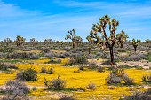 Spring season in the Mojave Desert of California with Joshua Trees and yellow wildflowers