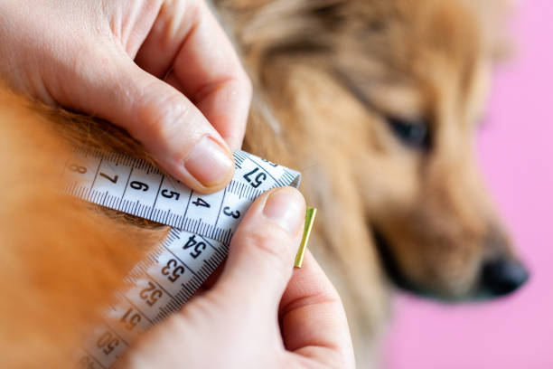 istock Belly circumference is measured with a tape measure on a dog 1088467392