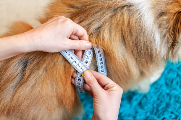 istock Belly circumference is measured with a tape measure on a dog 1088467404