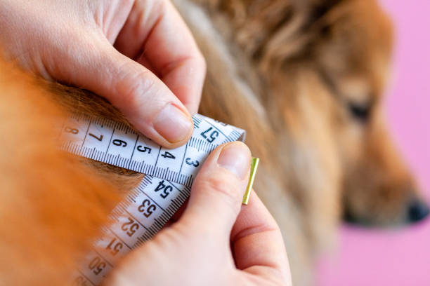 Belly circumference is measured with a tape measure on a dog