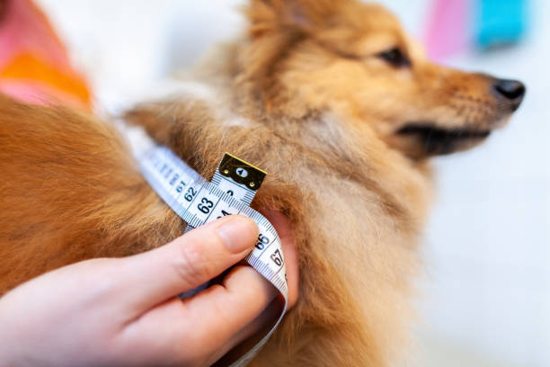 istock Belly circumference is measured with a tape measure on a dog 1088467416
