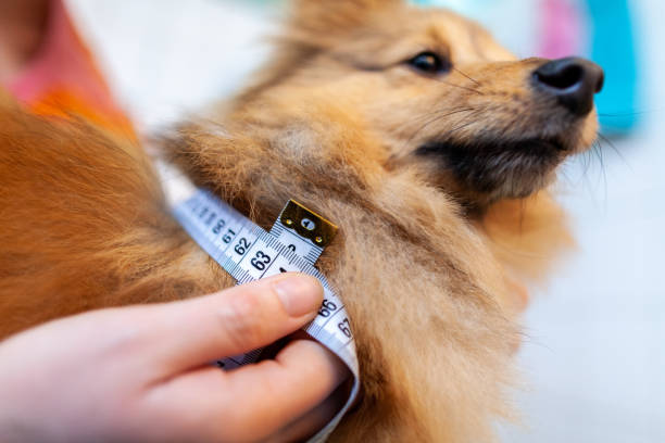 istock Belly circumference is measured with a tape measure on a dog 1088467420