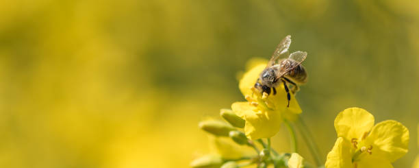 istock Honeybee collecting nectar on a rape flower 1088467720