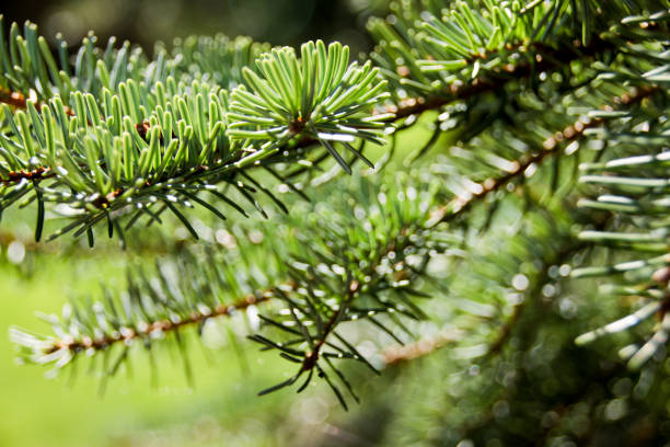 istock Christmas fir tree branch 1088473364