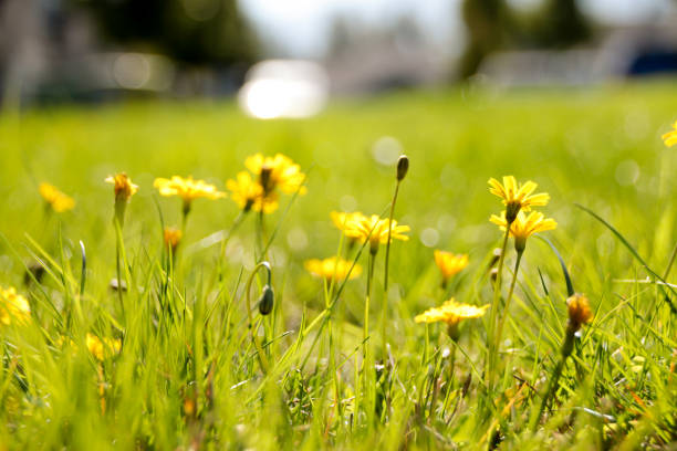 istock Summer wildflowers in meadow background 1088473422