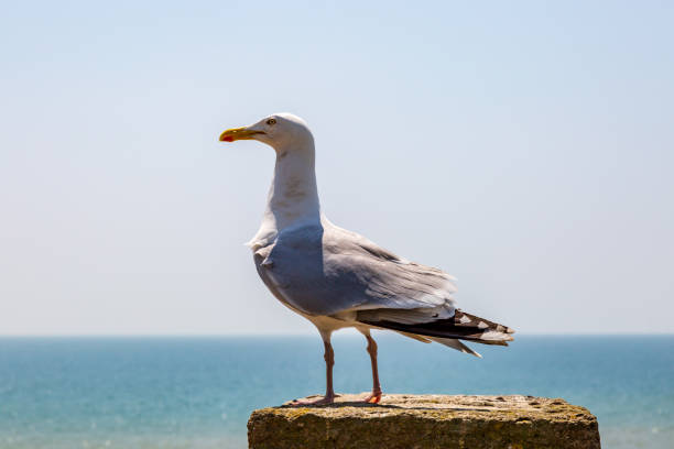 istock A Seagull at the Coast 1088476218