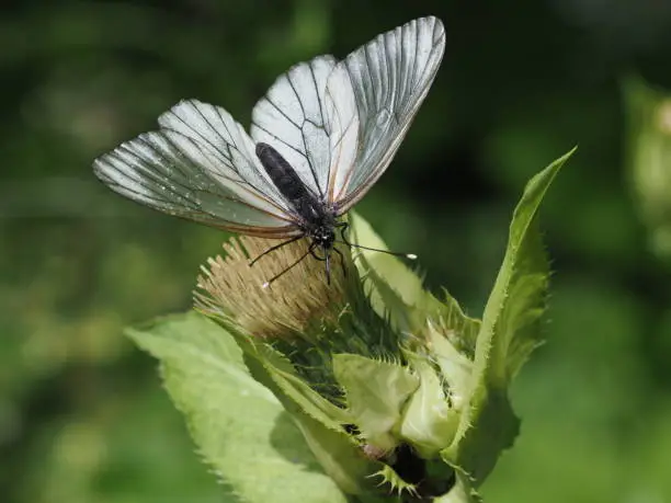 The wing surfaces are white, while the black-colored veins of the males settle clearly.