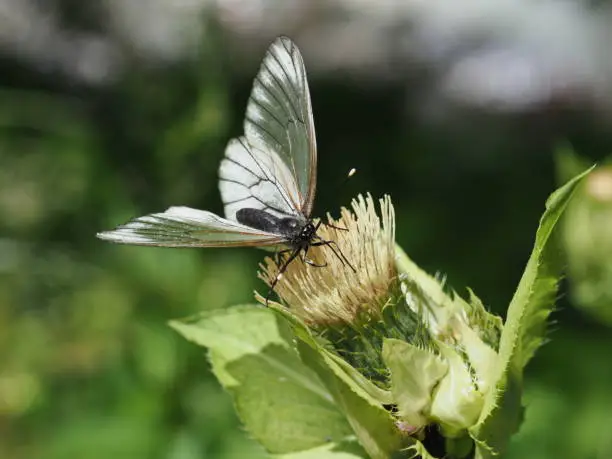 The wing surfaces are white, while the black-colored veins of the males settle clearly.