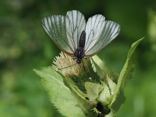 The wing surfaces are white, while the black-colored veins of the males settle clearly.