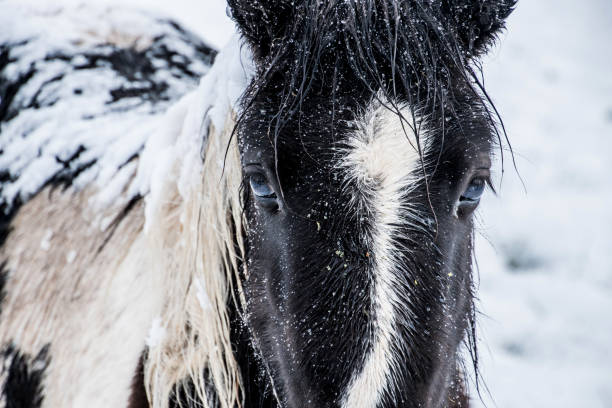 istock Horse in the snow 1088482768