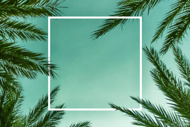 palm branches background template with white square - spring break imagens e fotografias de stock