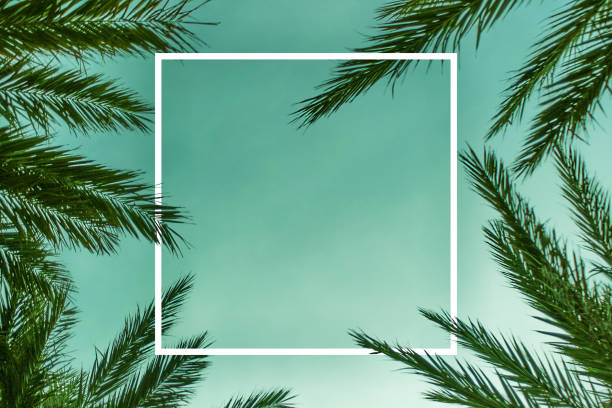 пальмовые ветви фон шаблон с белой площади - tropical climate island beach branch стоковые фото и изображения