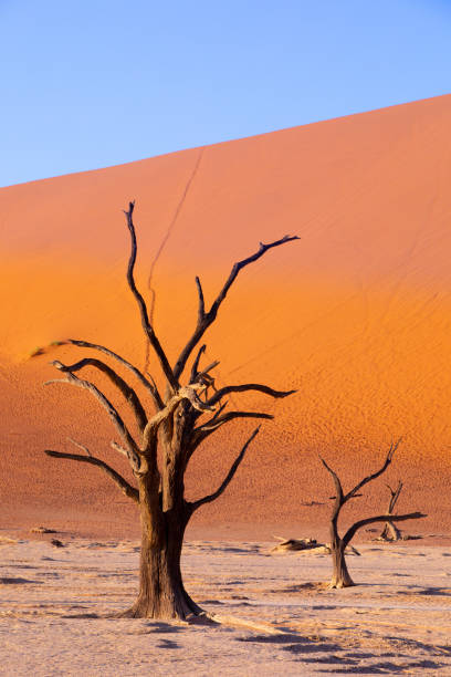 istock dry acacia tree in dead in Sossusvlei, Namibia 1088488618