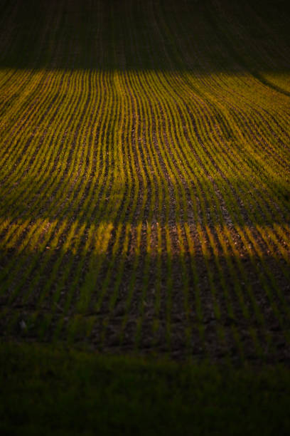 istock work fields local agriculture vitoria-gasteiz 1088488800
