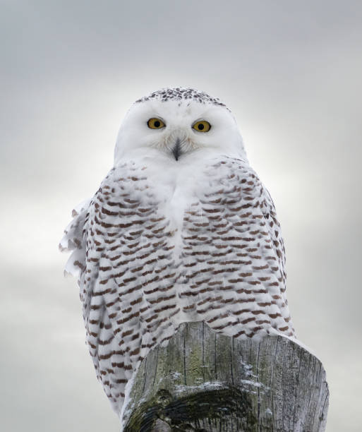木製のポストの上に腰掛けてシロフクロウのクローズ アップ - owl awe bird close up ストックフォトと画像