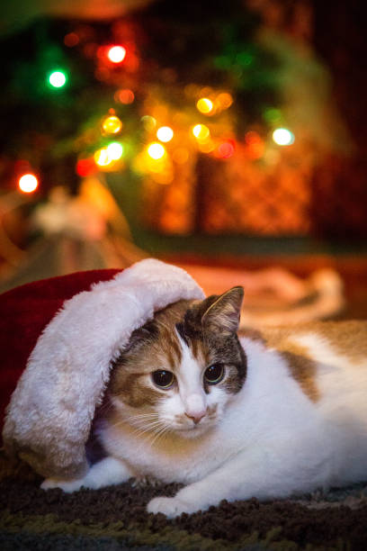 istock Christmas Kitten With Santa Hat 1088495630